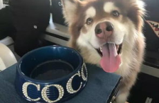 娱乐吃瓜酱安乐狗狗,娱乐吃瓜酱的温馨故事