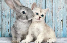 娱乐吃瓜酱猫兔子