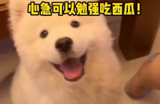 娱乐吃瓜酱人被狗撞,娱乐吃瓜酱人遭遇意外，网友热议