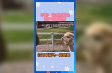 娱乐吃瓜群众2号,揭秘自媒体时代下的网络狂欢现象