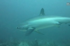 shark恒,揭秘海洋霸主的生存智慧