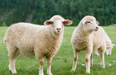 娱乐吃瓜酱讲羊羊