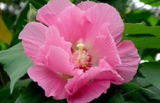 芙蓉花,美丽与文化的交融